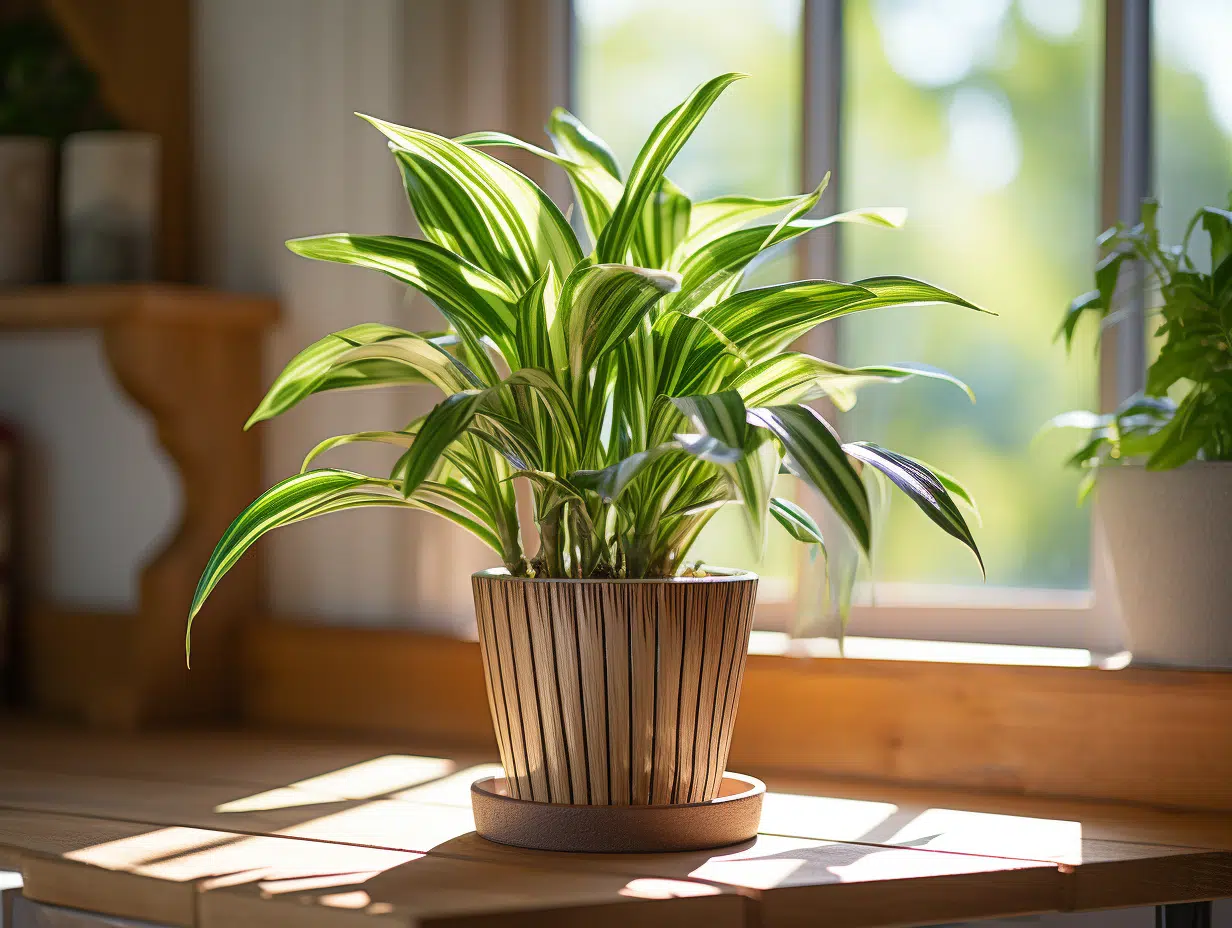 Dracaena : redresser les feuilles recourbées, causes et solutions