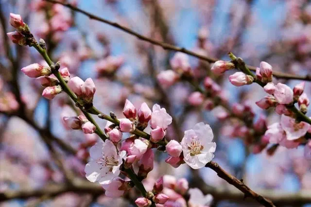 Quand couper les branches de cerisier ?