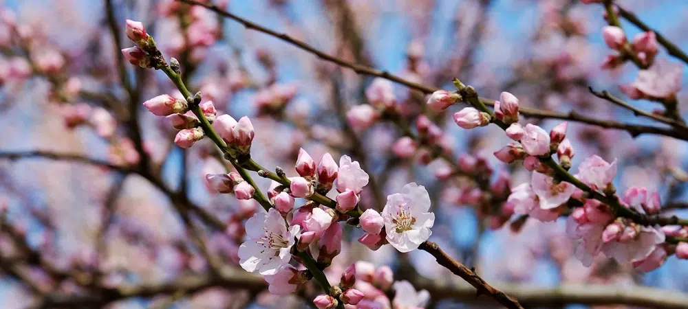 Quand couper les branches de cerisier ?