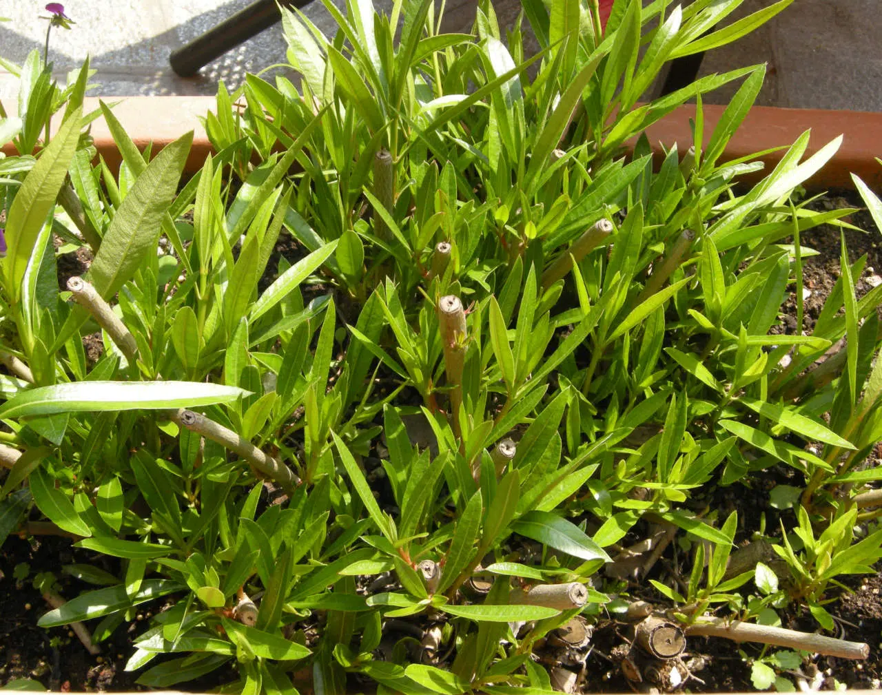 Comment tailler un arbuste au printemps ?