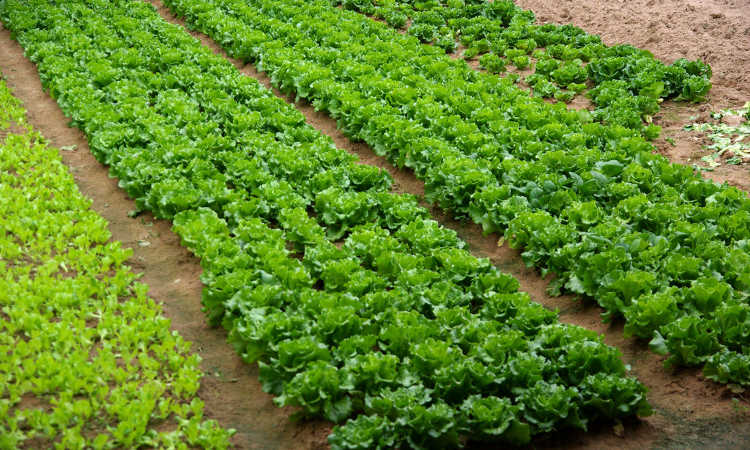 Comment faire pousser des légumes plus rapidement ?