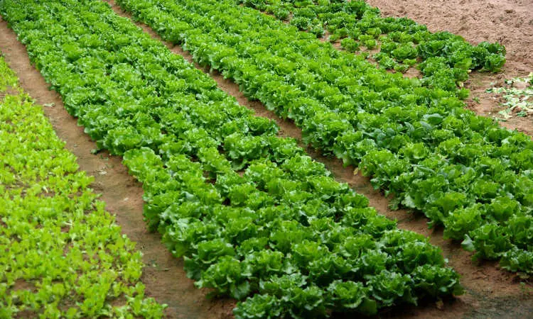 Comment faire pousser des légumes plus rapidement ?