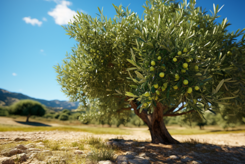 Pourquoi mon olivier perd-il ses feuilles ? Causes et solutions efficaces