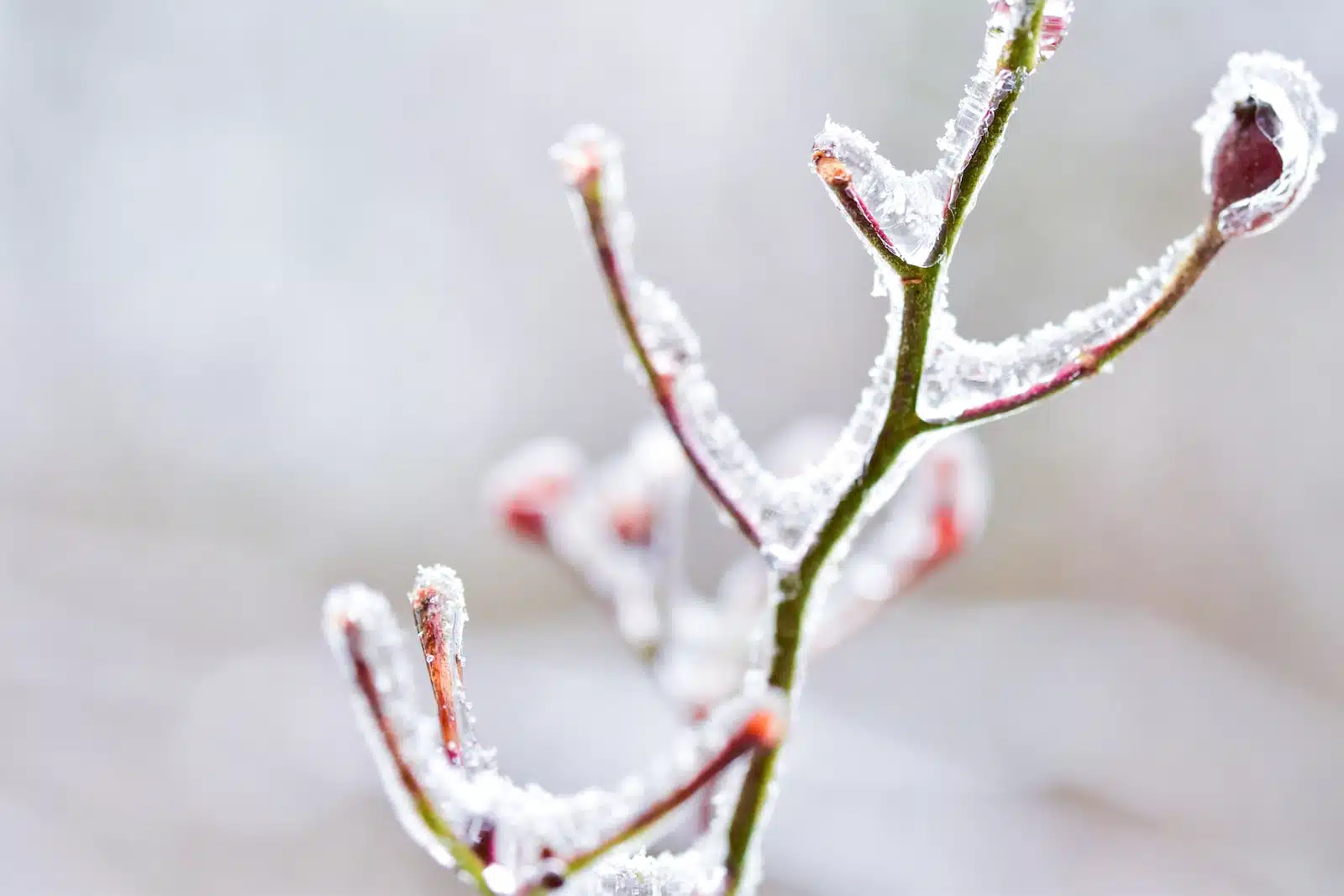 Jardin en hiver : quelles plantes peuvent pousser ?