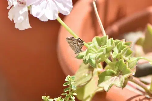 Comment éviter le papillon sur les géraniums ?