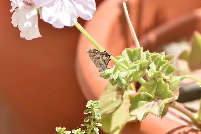 Comment éviter le papillon sur les géraniums ?