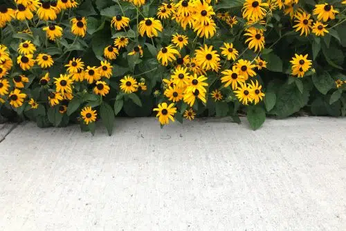 Fleur jaune sauvage : comment s’appellent les fleurs jaunes ?