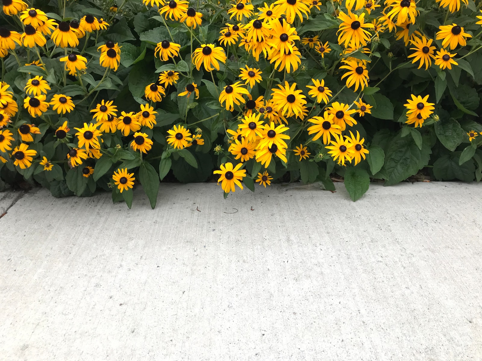 Fleur jaune sauvage : comment s’appellent les fleurs jaunes ?