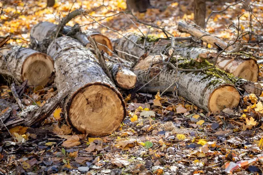 Quel est le bon moment pour abattre un arbre et pourquoi le faire ?