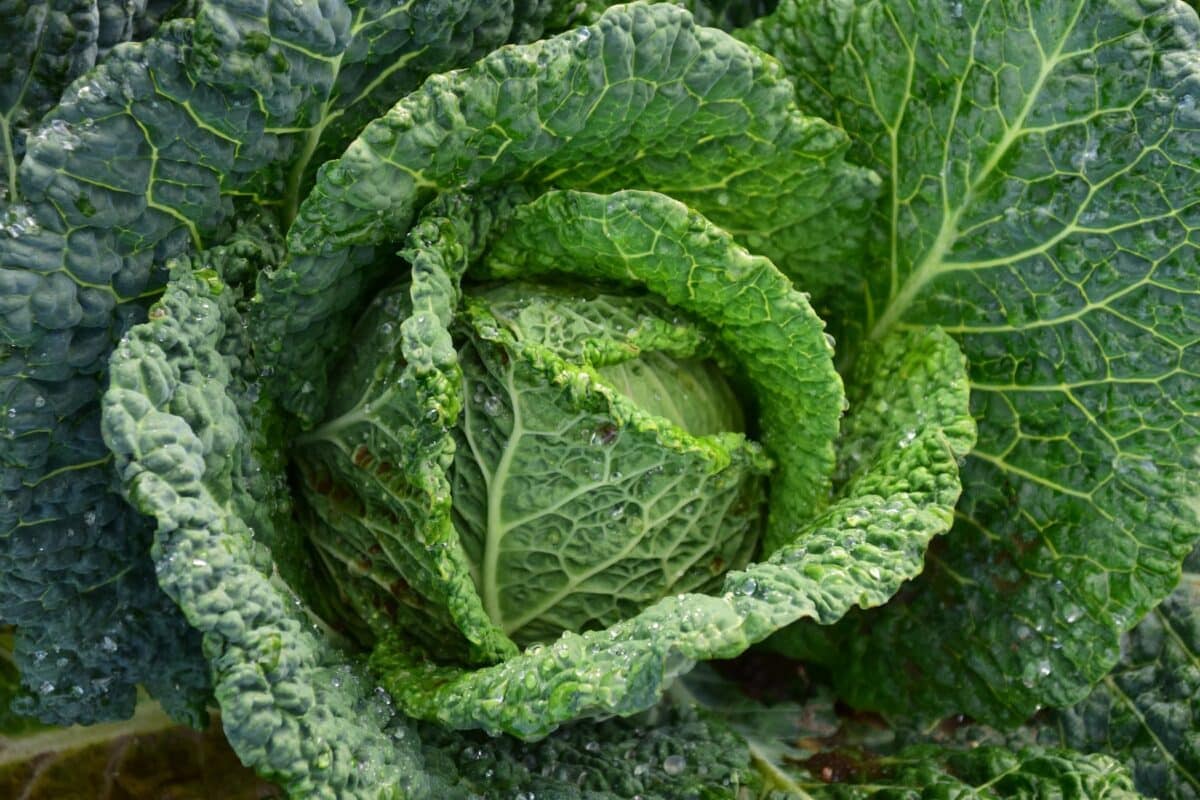 Découvrez ces variétés de fruits et légumes méconnues à cultiver chez soi !