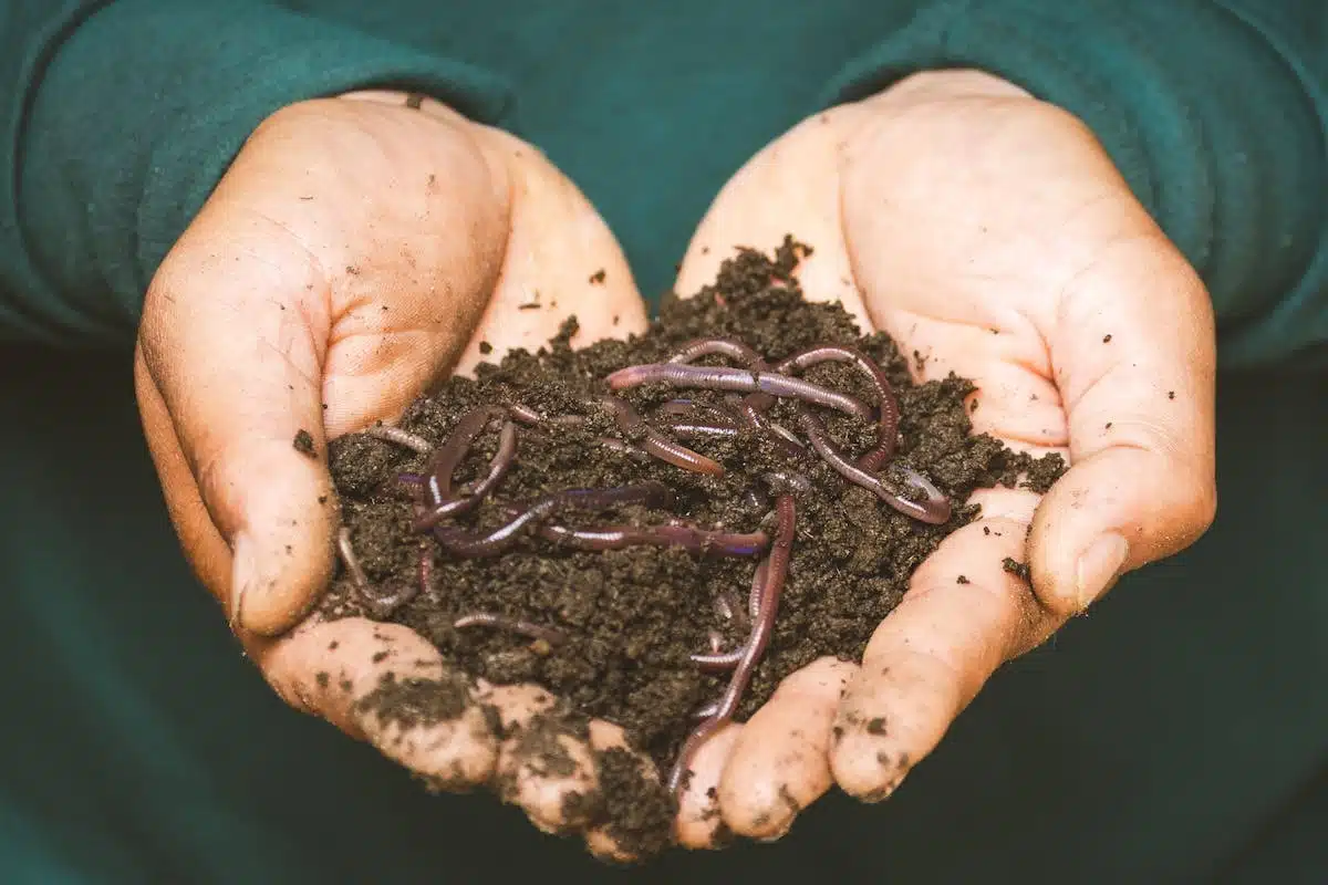 Optimiser la fertilisation de votre potager avec des engrais naturels