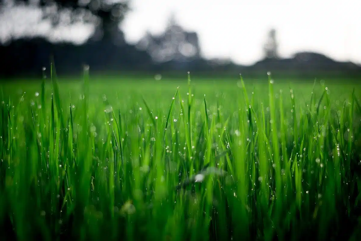 Les secrets pour obtenir une pelouse naturelle et verdoyante chez vous