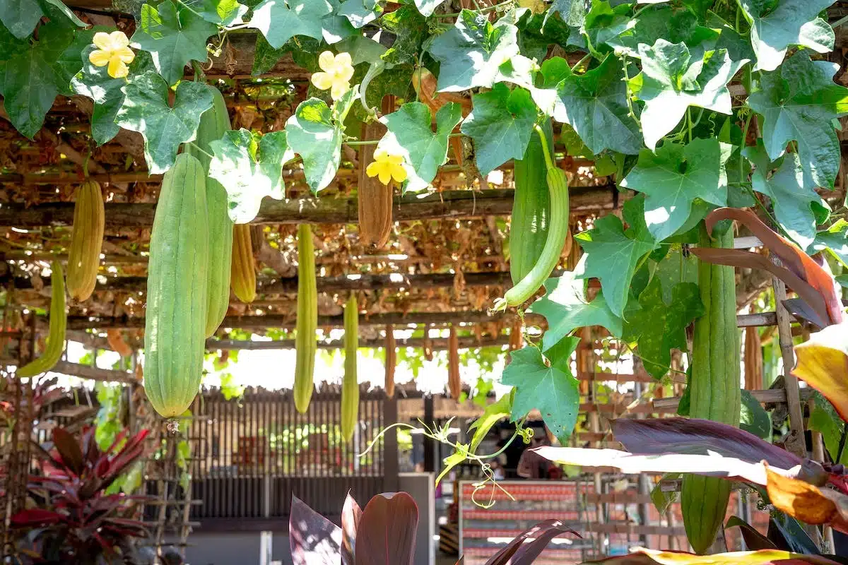 Conseils pratiques pour maximiser votre potager en balcon ou terrasse