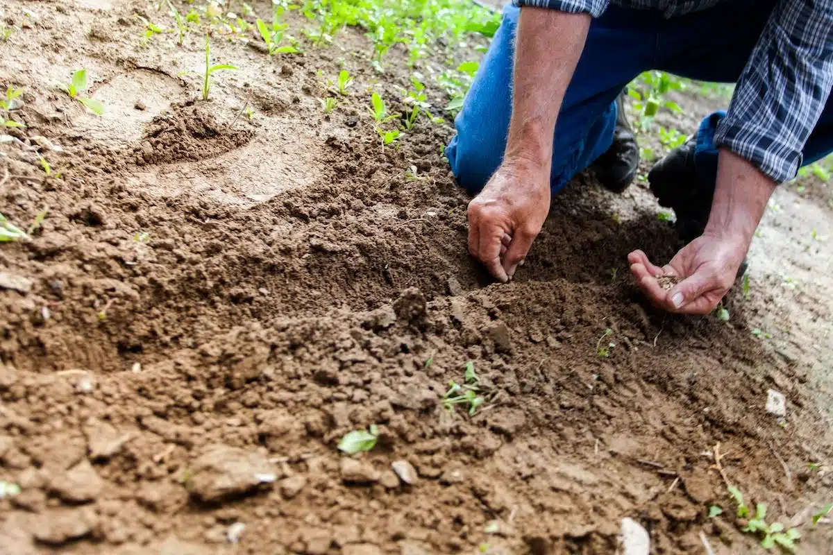 Les étapes essentielles pour préparer un sol fertile pour votre potager