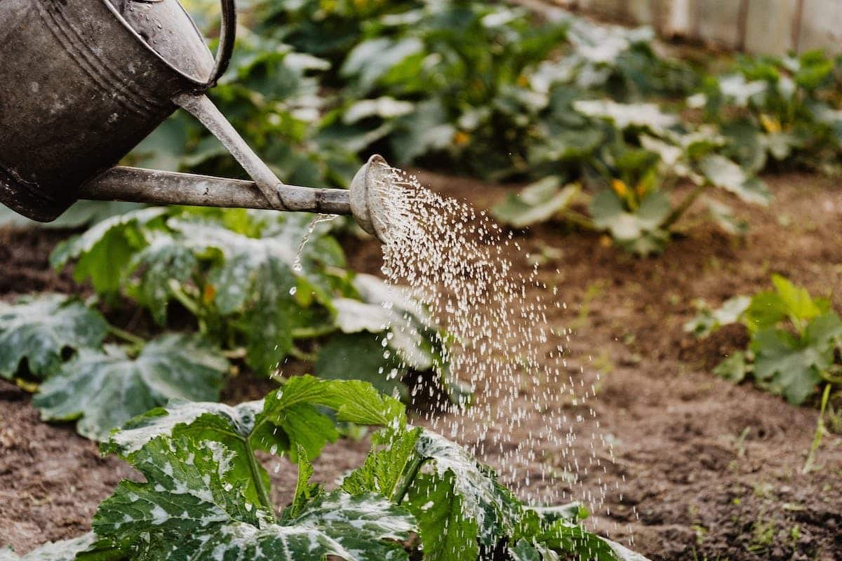 Conseils pratiques pour une utilisation responsable de l’eau dans votre potager
