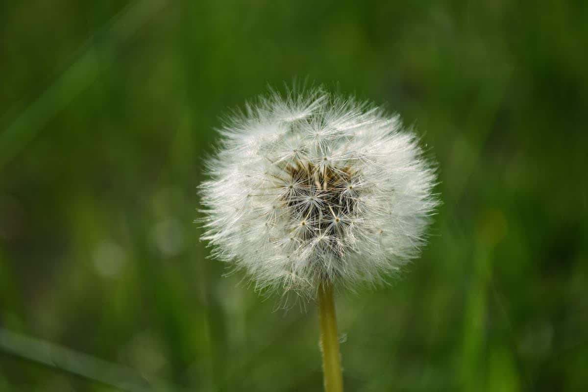 Les meilleures méthodes naturelles pour éliminer les mauvaises herbes dans votre gazon