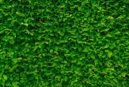 Les meilleures idées et conseils pour créer votre jardin vertical