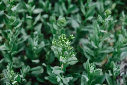 Tout ce que vous devez savoir pour créer un jardin d’herbes aromatiques chez vous