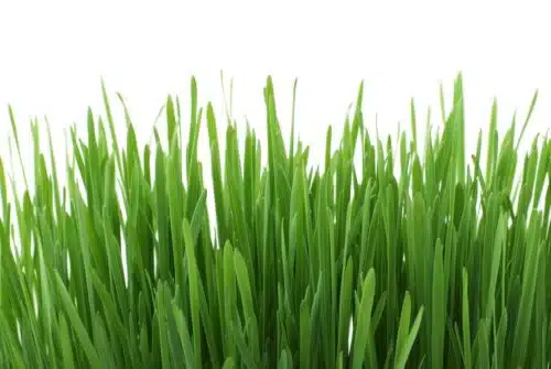 Les meilleures astuces pour garder votre pelouse en pleine santé au fil des saisons