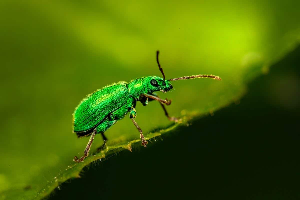 Lutte contre les nuisibles au jardin : les meilleures solutions naturelles à adopter