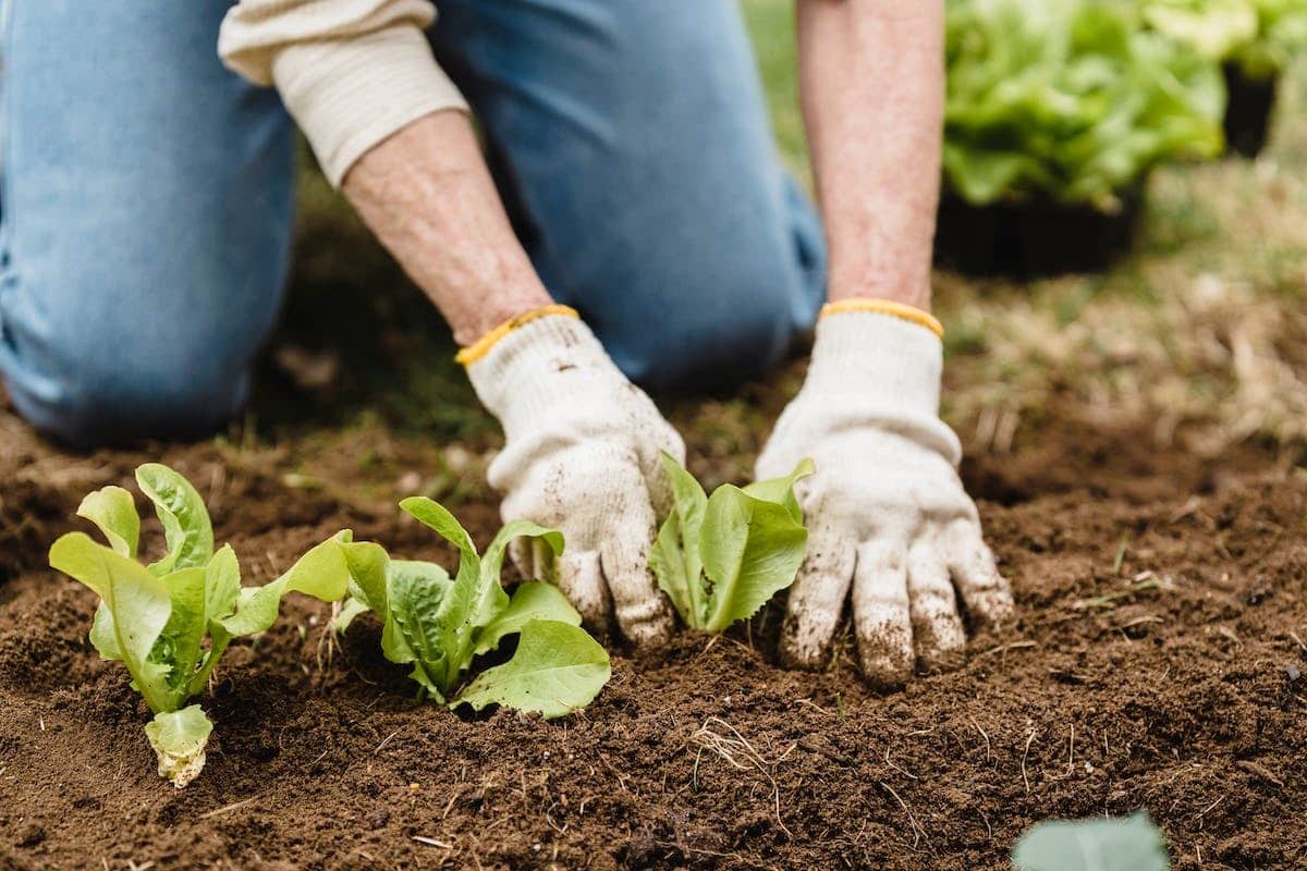 potager plantes
