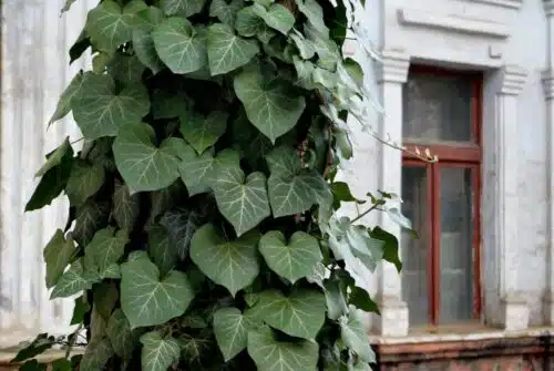 Embellez vos murs et clôtures avec des plantes grimpantes
