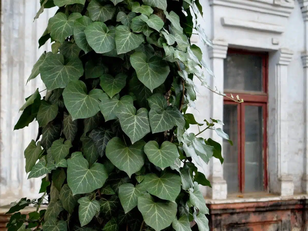 Embellez vos murs et clôtures avec des plantes grimpantes