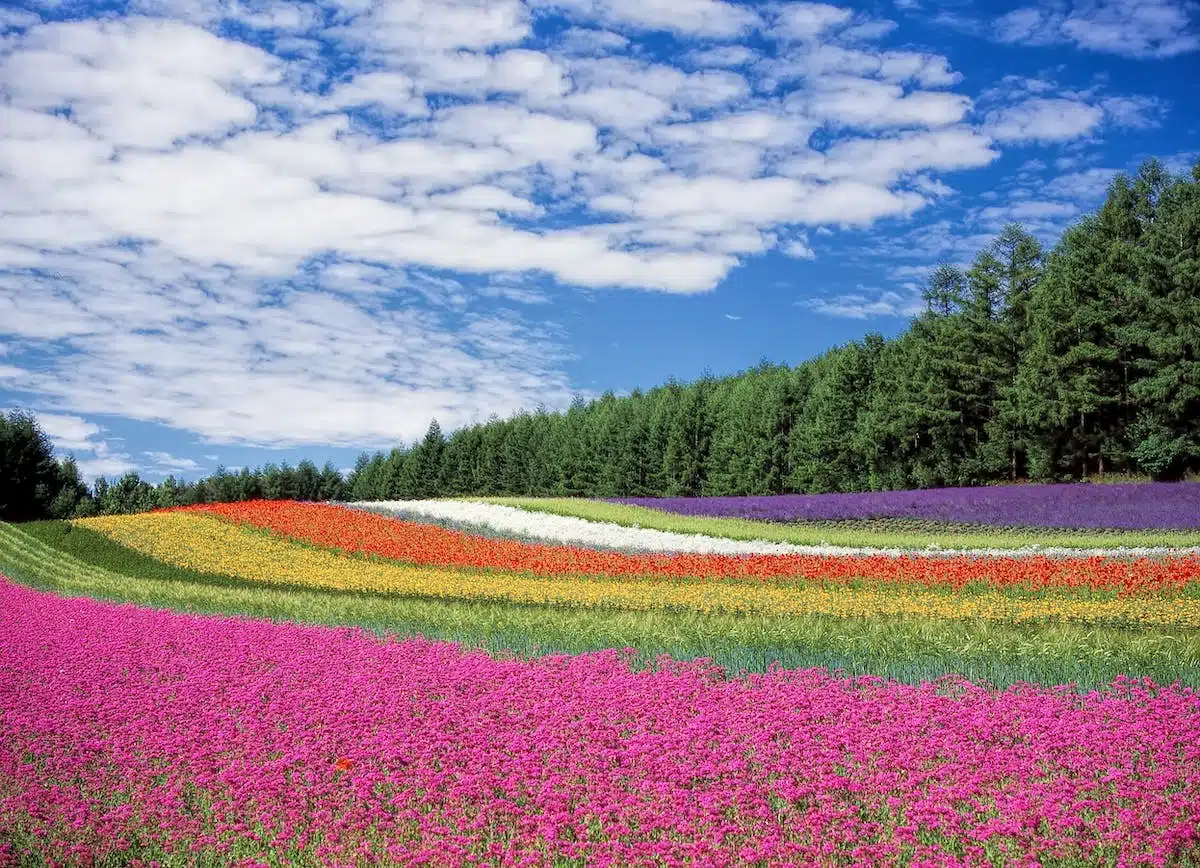 Découvrez des variétés de fleurs sublimes pour embellir votre jardin