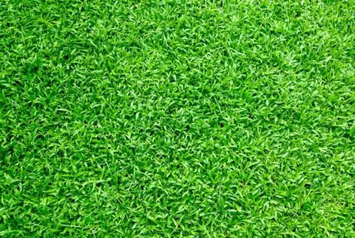Les astuces infaillibles pour garder un gazon vert toute l’année