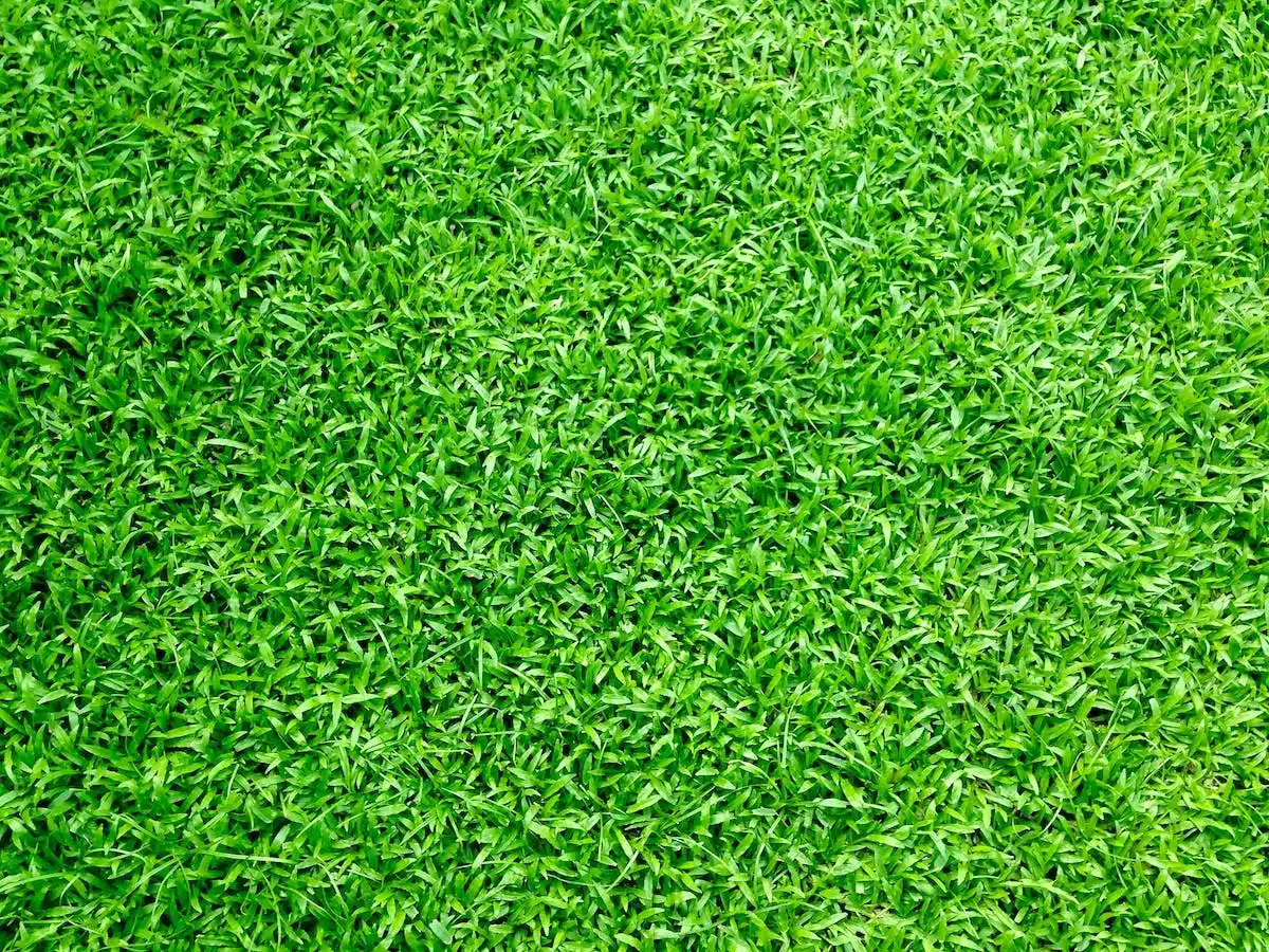 Les astuces infaillibles pour garder un gazon vert toute l’année