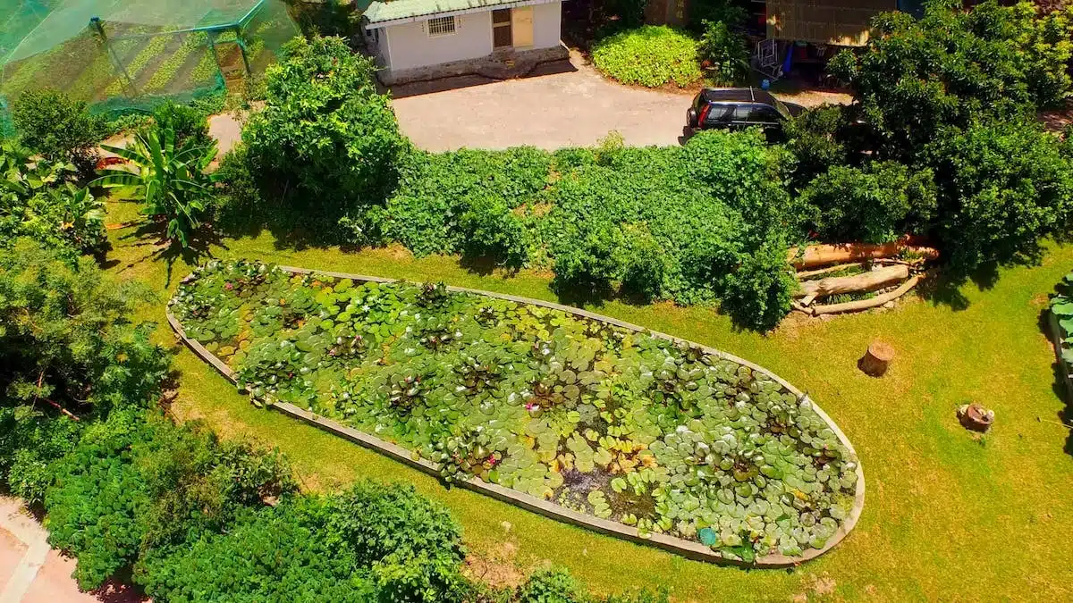 permaculture jardin