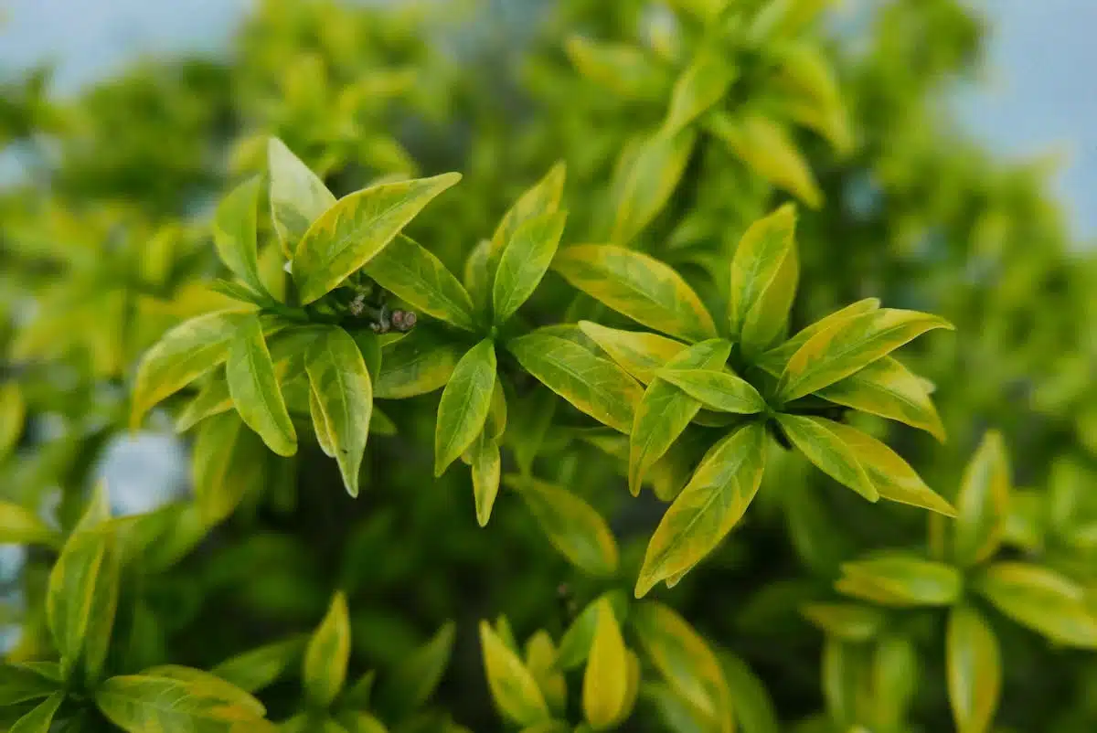 Top 10 plantes médicinales à cultiver dans son jardin pour une santé au naturel