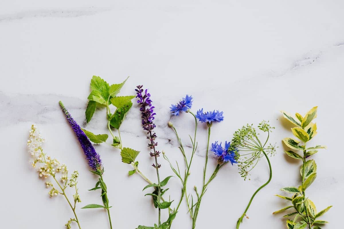 Les fleurs comestibles : une explosion de saveurs pour sublimer vos plats et cocktails