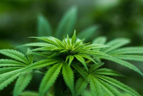 Lutter contre les mauvaises herbes dans le gazon : des solutions naturelles efficaces