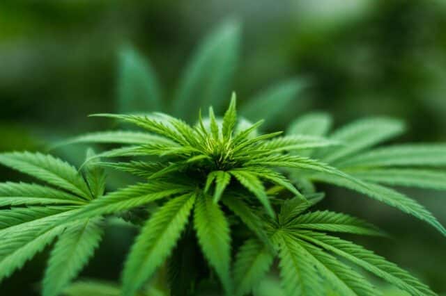 Lutter contre les mauvaises herbes dans le gazon : des solutions naturelles efficaces