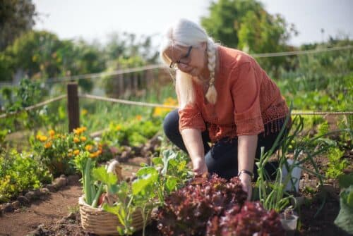 Les plantes compagnes au potager : boostez la croissance de vos légumes grâce à de judicieuses associations