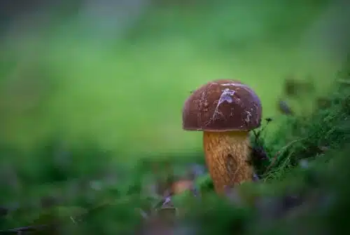 Le bolet bai : un excellent choix pour remplacer les cèpes dans vos recettes savoureuses