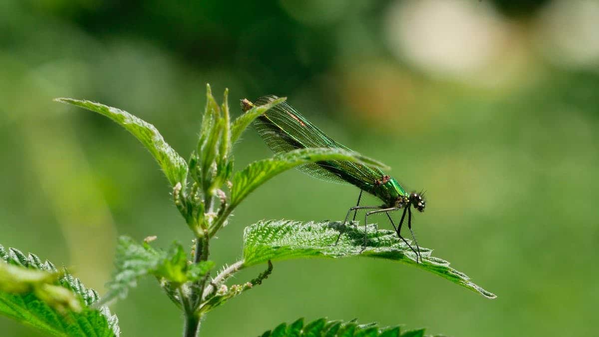 Les meilleures plantes pour éloigner naturellement les insectes nuisibles