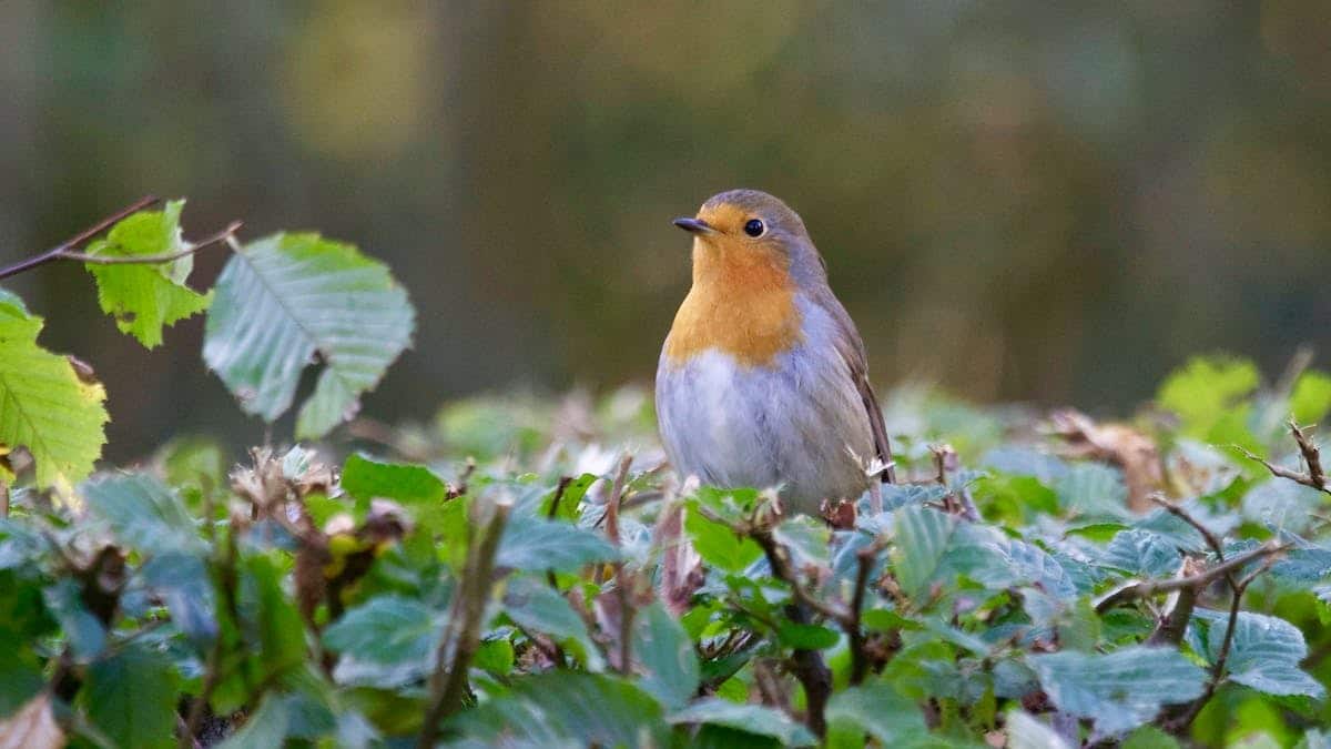 Aménagement de jardin : Créer un espace accueillant pour la faune locale