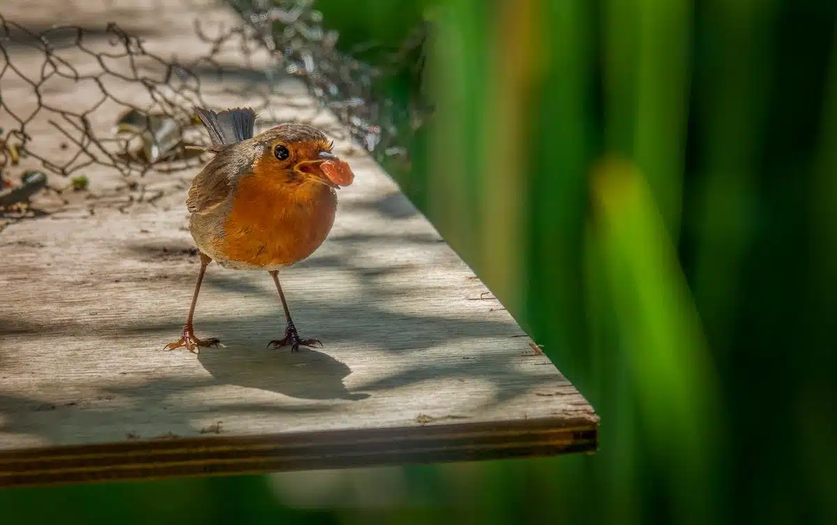 jardin faune