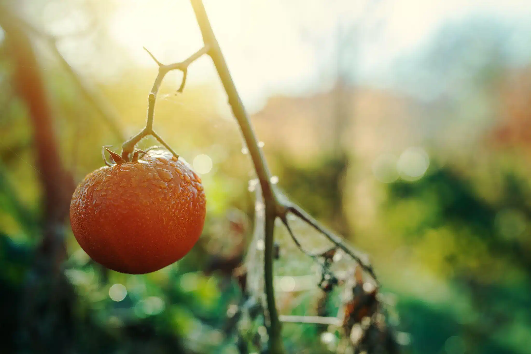 Les bases de la culture des jardins potagers