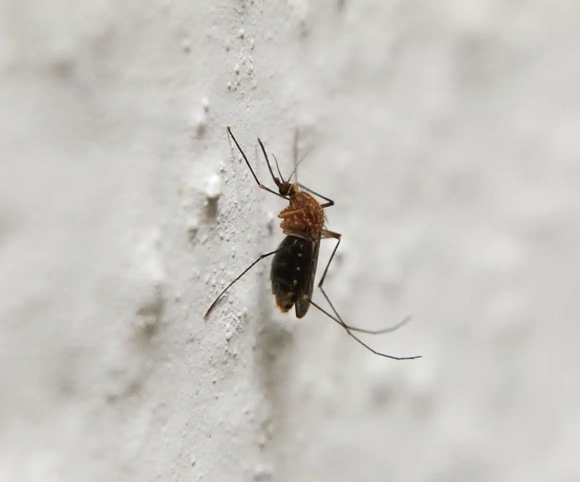 Profitez pleinement de votre jardin et de votre gazon en été avec ces astuces anti-moustiques