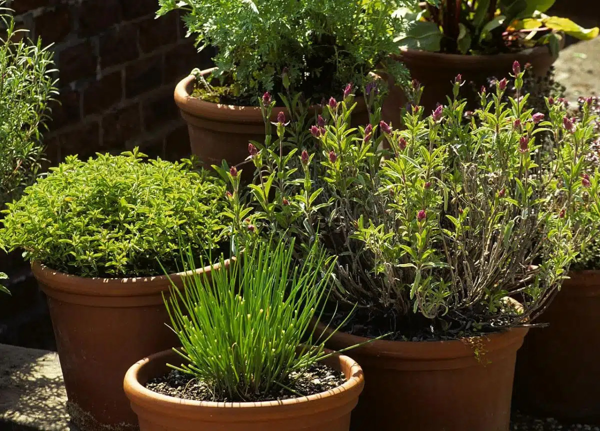 plantes d'extérieur en pot