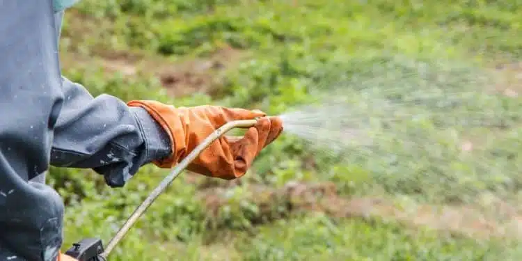 Conseils pratiques pour maintenir un gazon en bonne santé grâce à une gestion efficace de l’arrosage