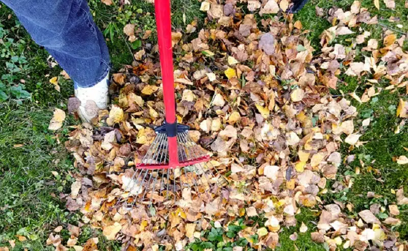 Feuilles mortes : à quoi servent-elles, comment les utiliser au jardin ?