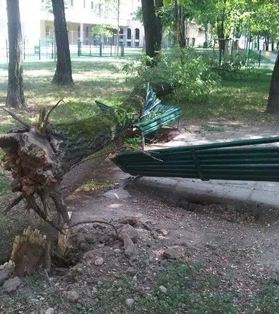 Comment savoir si un arbre est dangereux ?