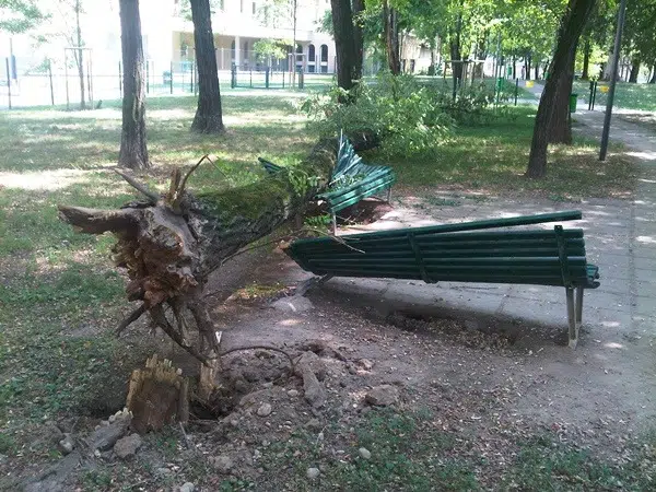 Comment savoir si un arbre est dangereux ?