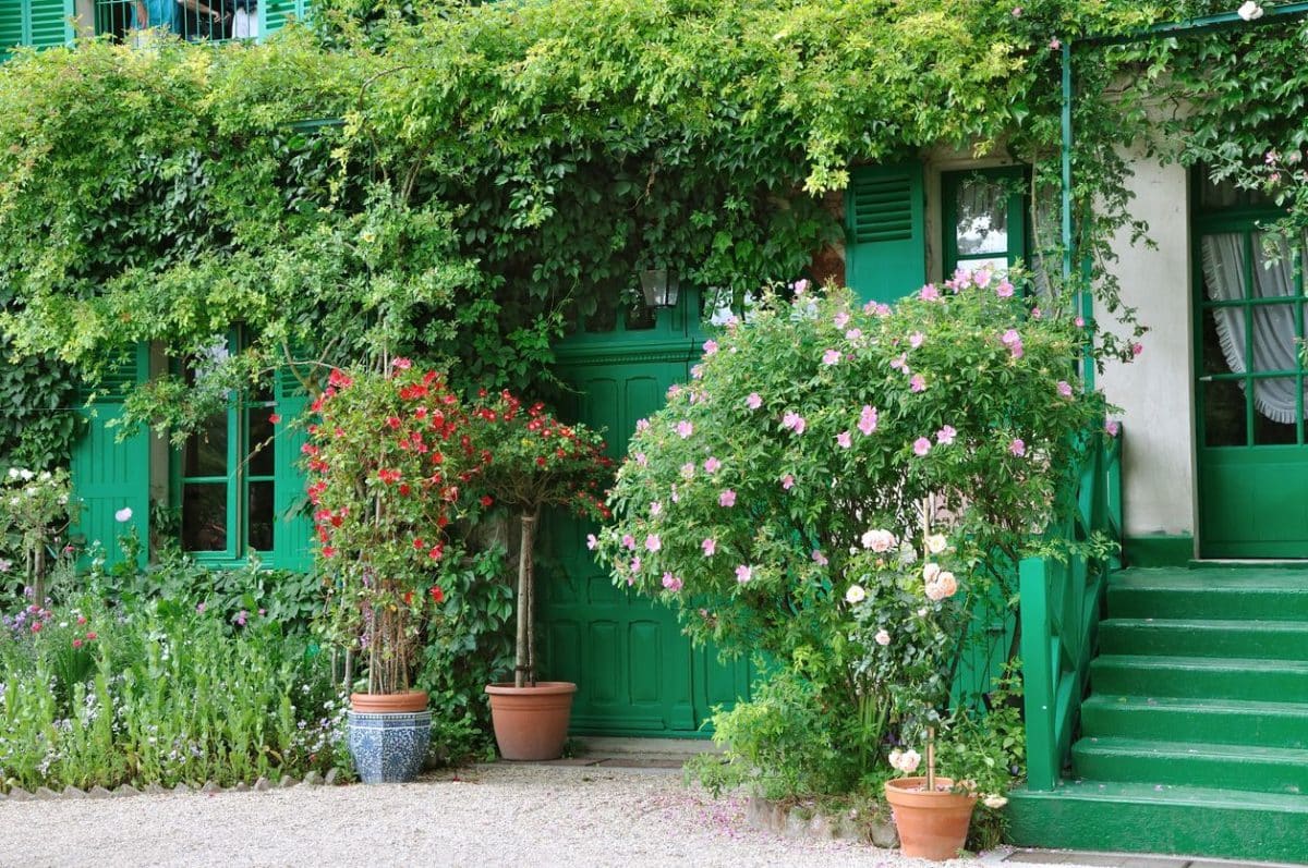 Quelle plante grimpante pour un mur au nord ?