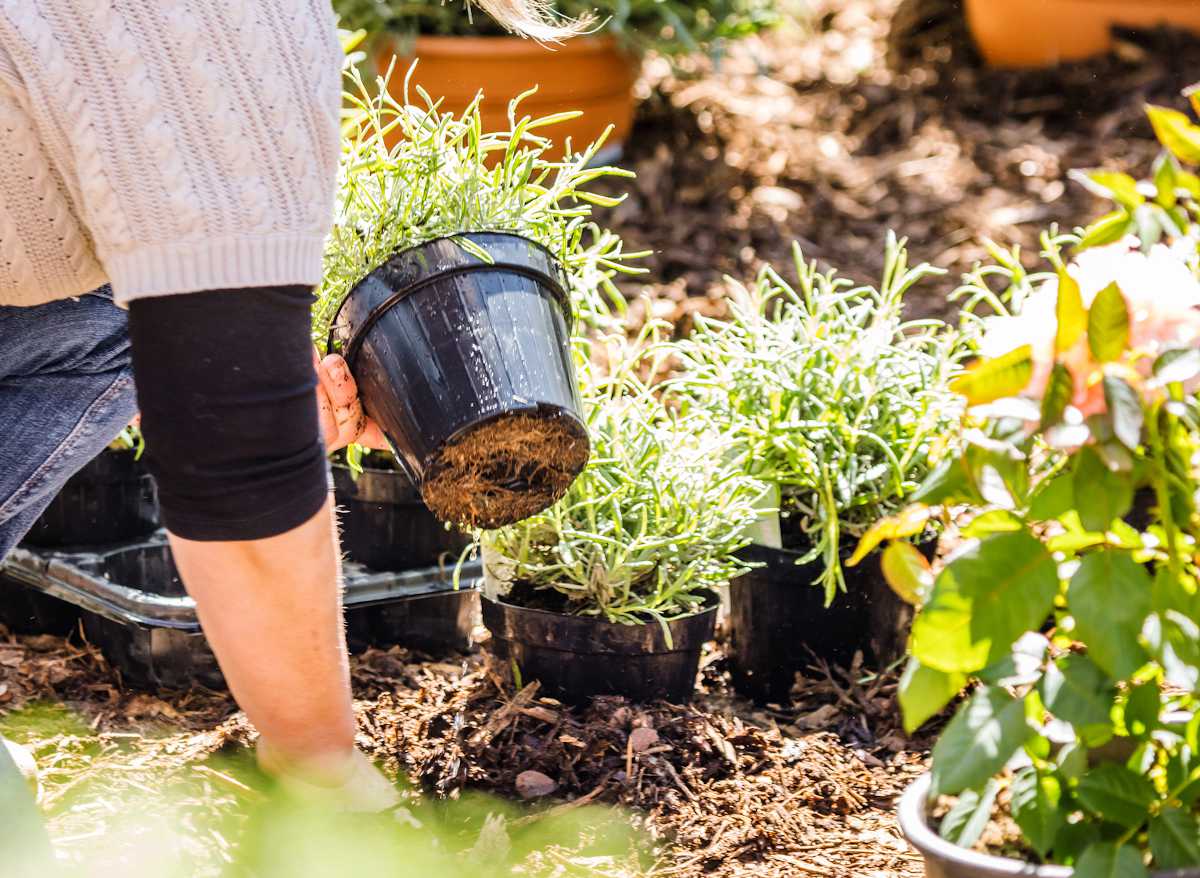 planter des fleurs