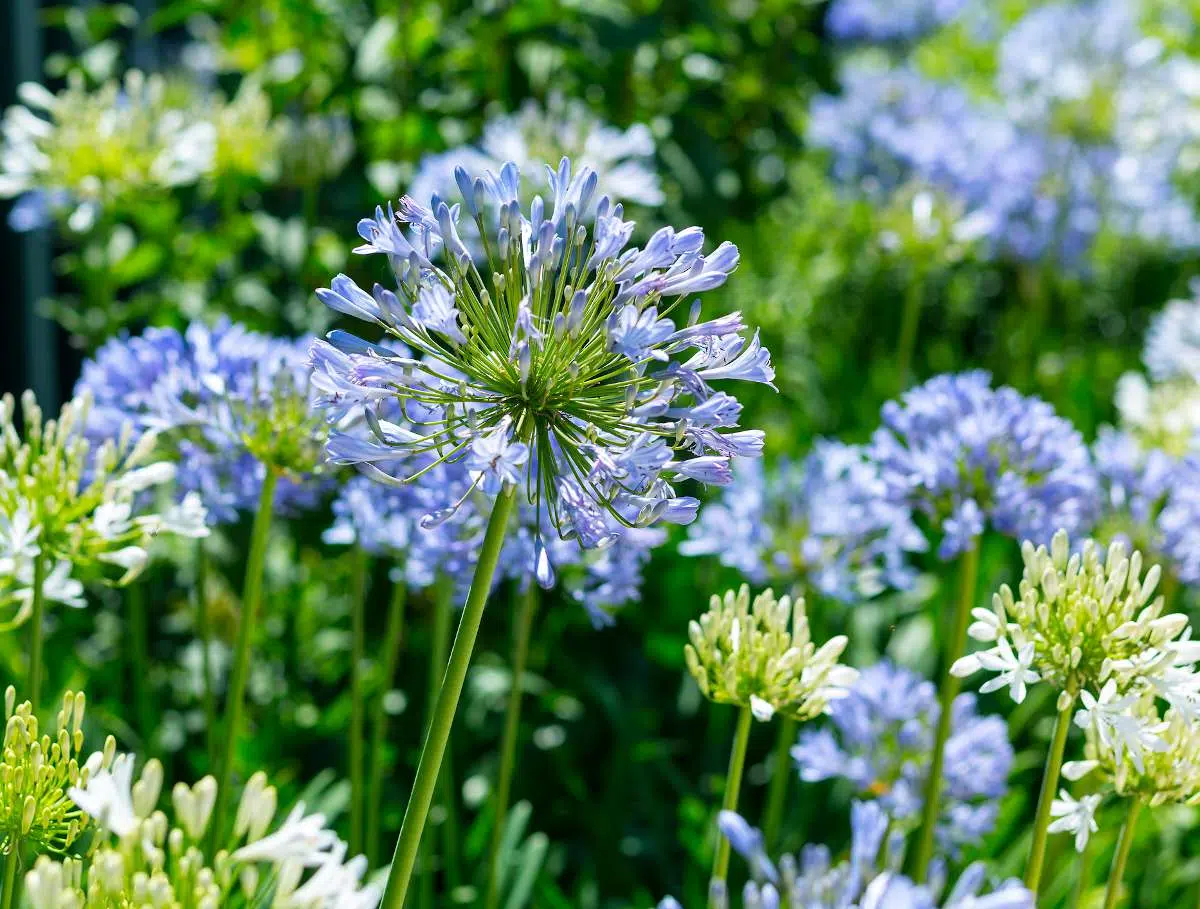 agapanthus